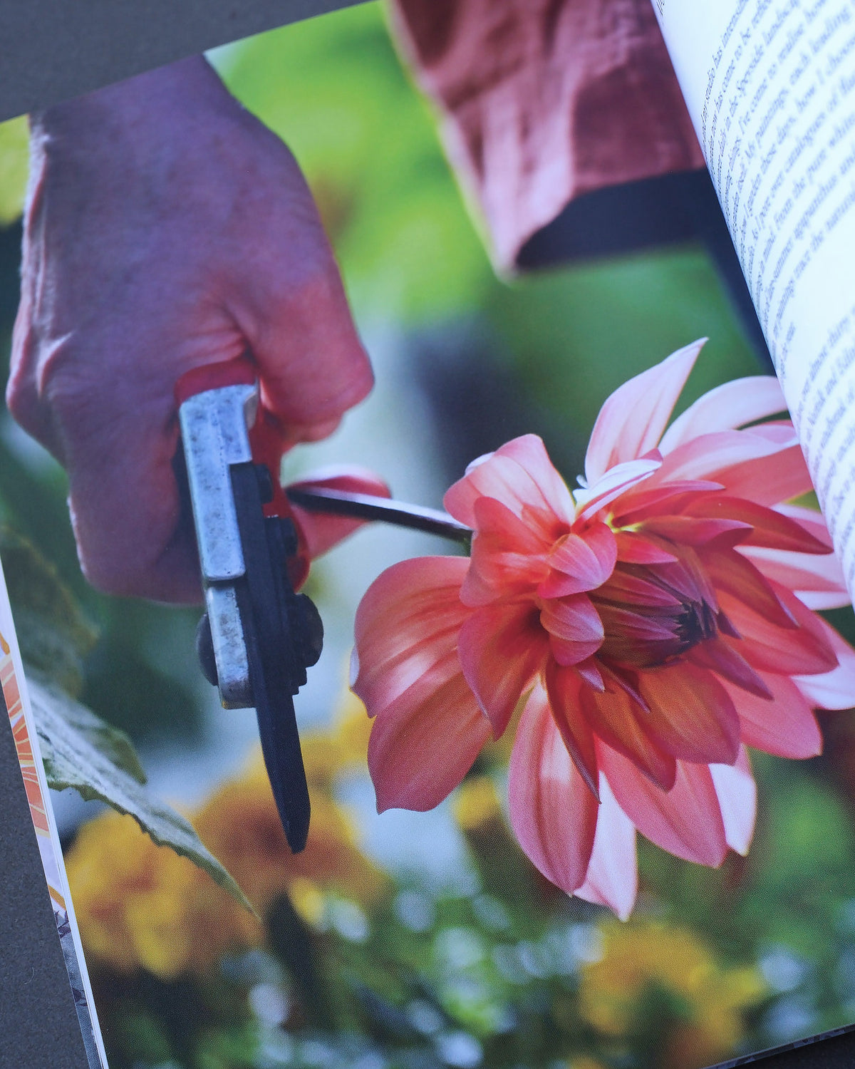 Cultivated Colour