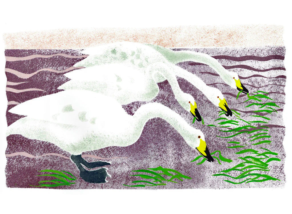 Whooper Swans