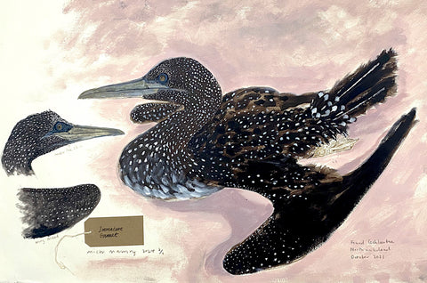 Immature Gannet