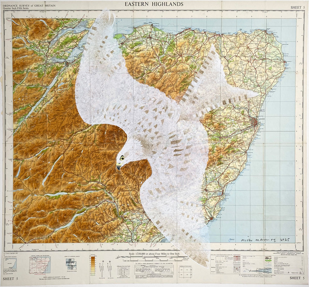 Leucistic Kite over Findochty