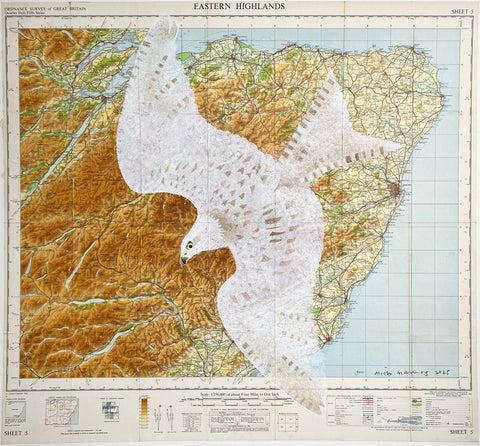 Leucistic Kite over Findochty
