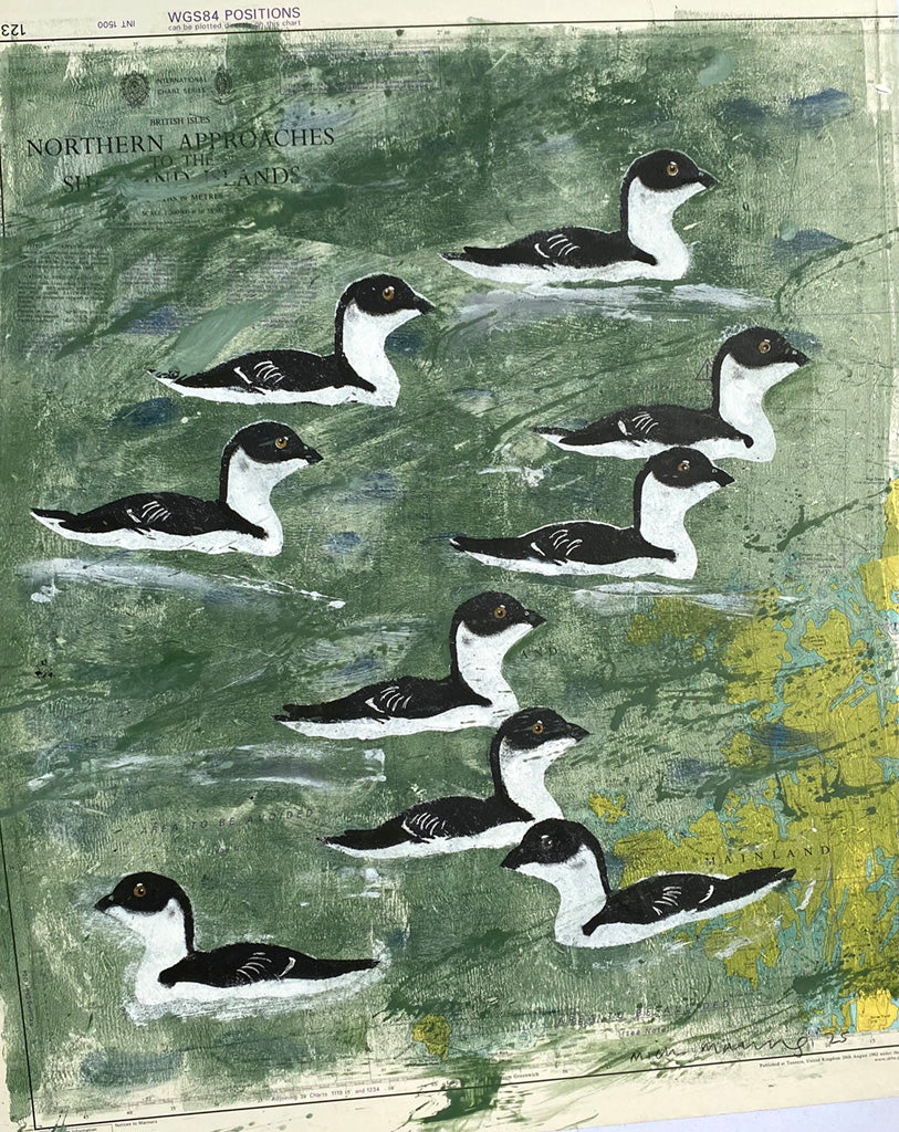 Shetland Little Auks