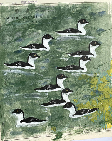 Shetland Little Auks