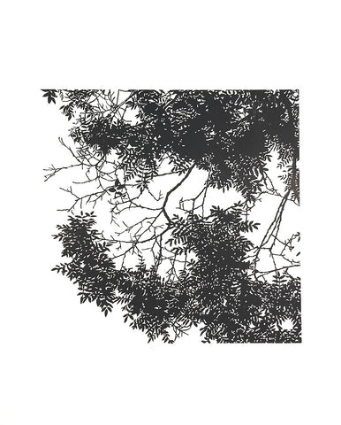 Ash Tree Filigree 1 - Andrew Carter - St. Jude's Prints