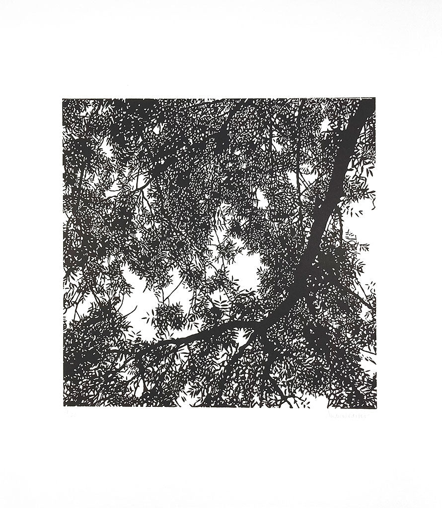Ash Tree Filigree 2 - Andrew Carter - St. Jude's Prints
