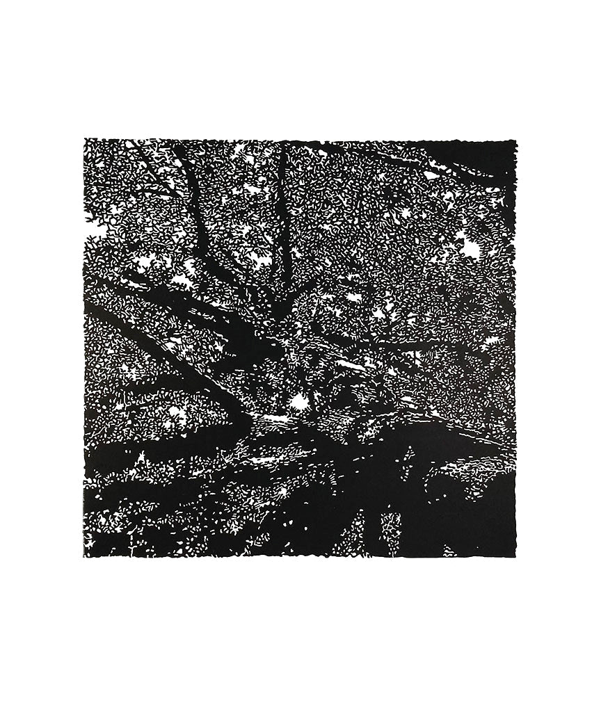 Oak Tree Up - Andrew Carter - St. Jude's Prints