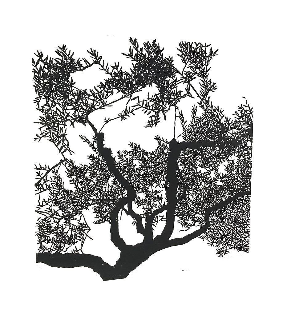 Olive Tree, Assisi - Andrew Carter - St. Jude's Prints