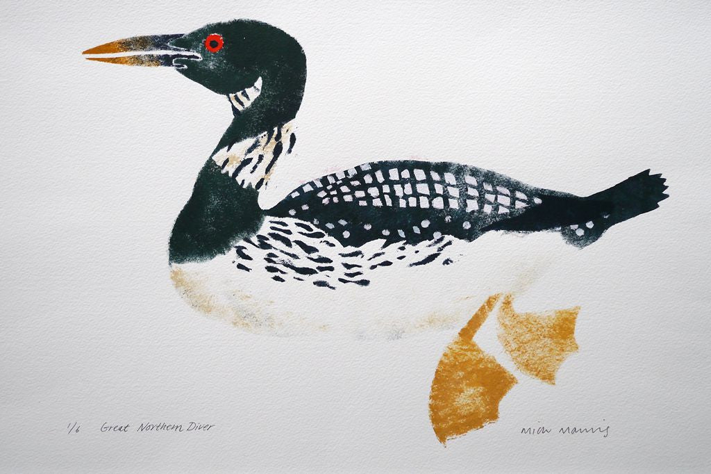Great Northern Diver 1/6 - Mick Manning - St. Jude's Prints
