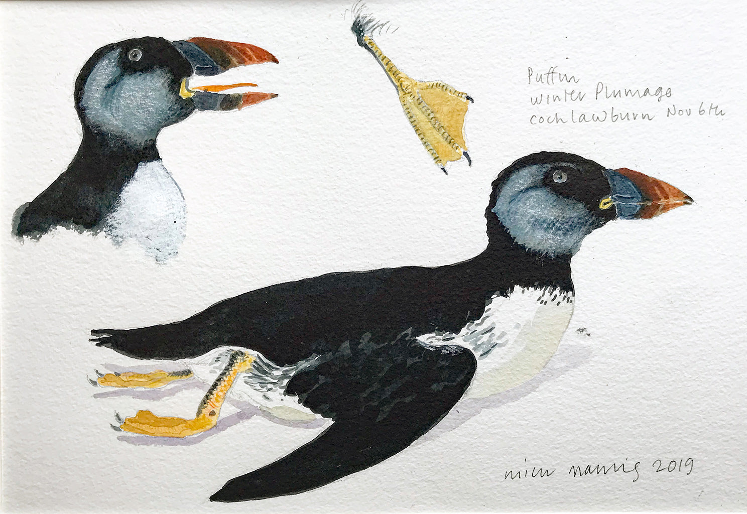 Storm-driven Puffin in Winter Plumage - Mick Manning - St. Jude's Prints