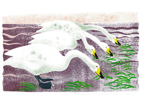 Whooper Swans - Mick Manning - St. Jude's Prints