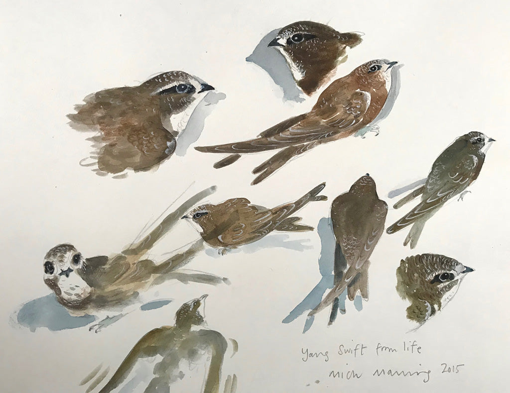 Young Swift from Life - Mick Manning - St. Jude's Prints